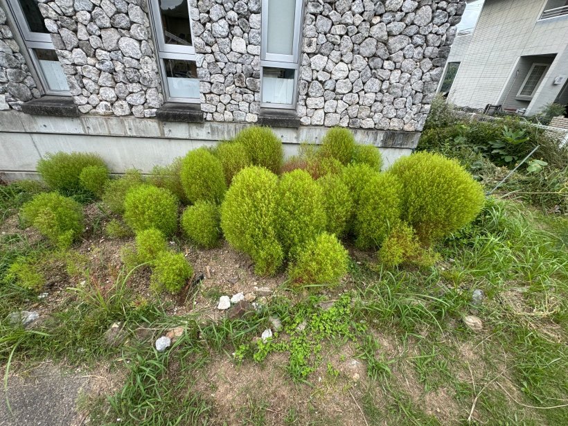 花壇に沢山のコキアが生えている